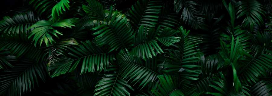 Decorative foliage behind the private meeting invitation